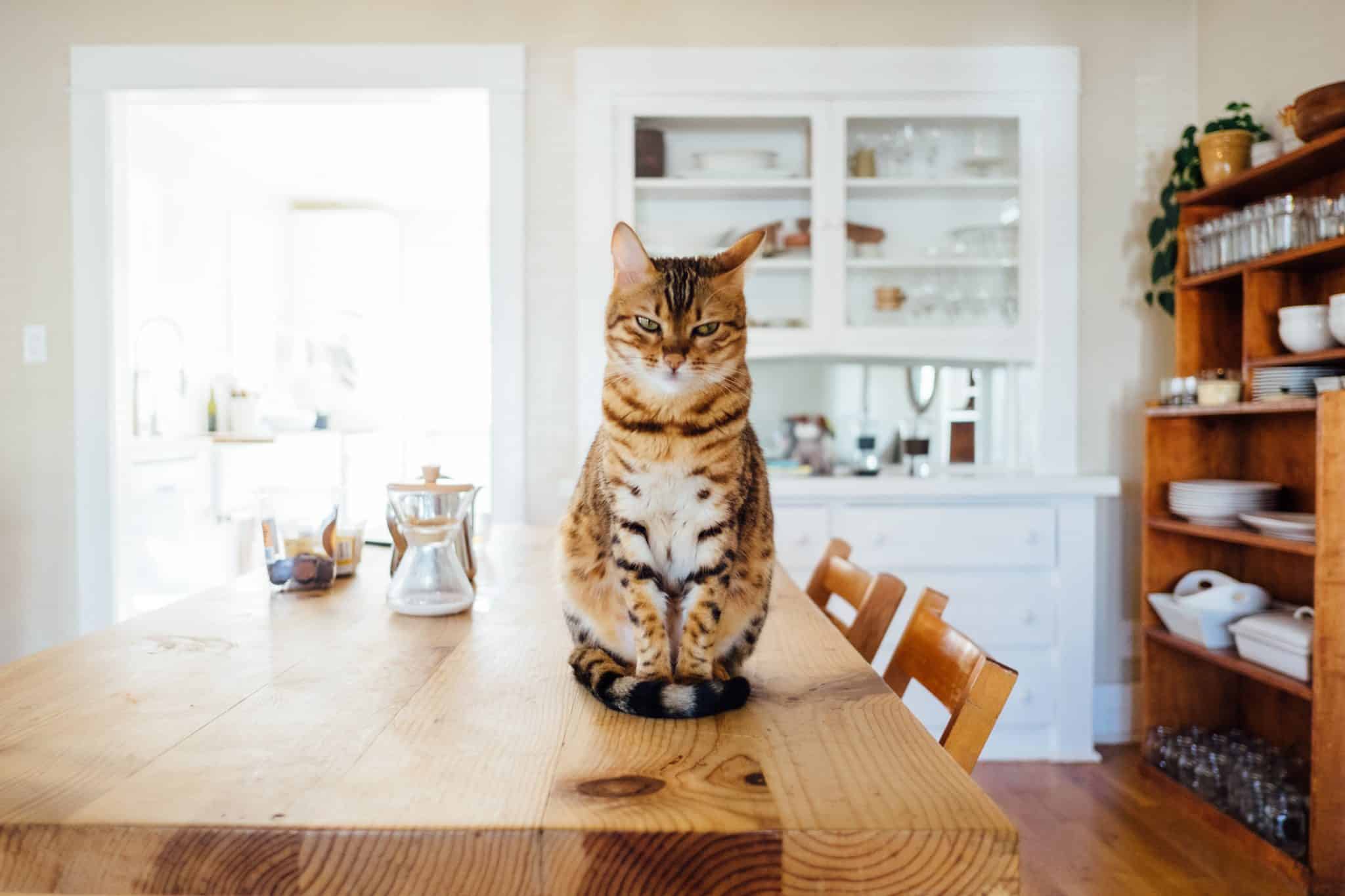 Pet Doors and Security Screens